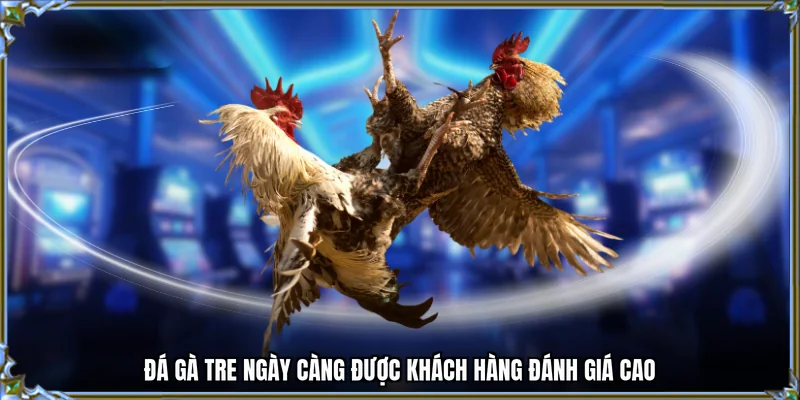 Đá gà tre ngày càng được khách hàng đánh giá cao