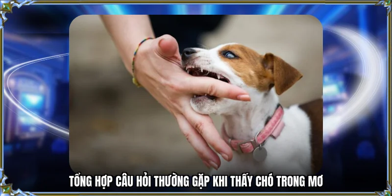 Tổng hợp câu hỏi thường gặp khi thấy chó trong mơ